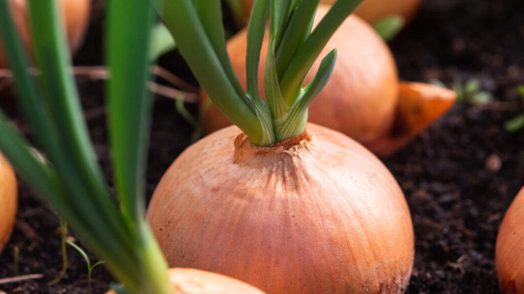 Úroda cibule / Foto: Depositphotos