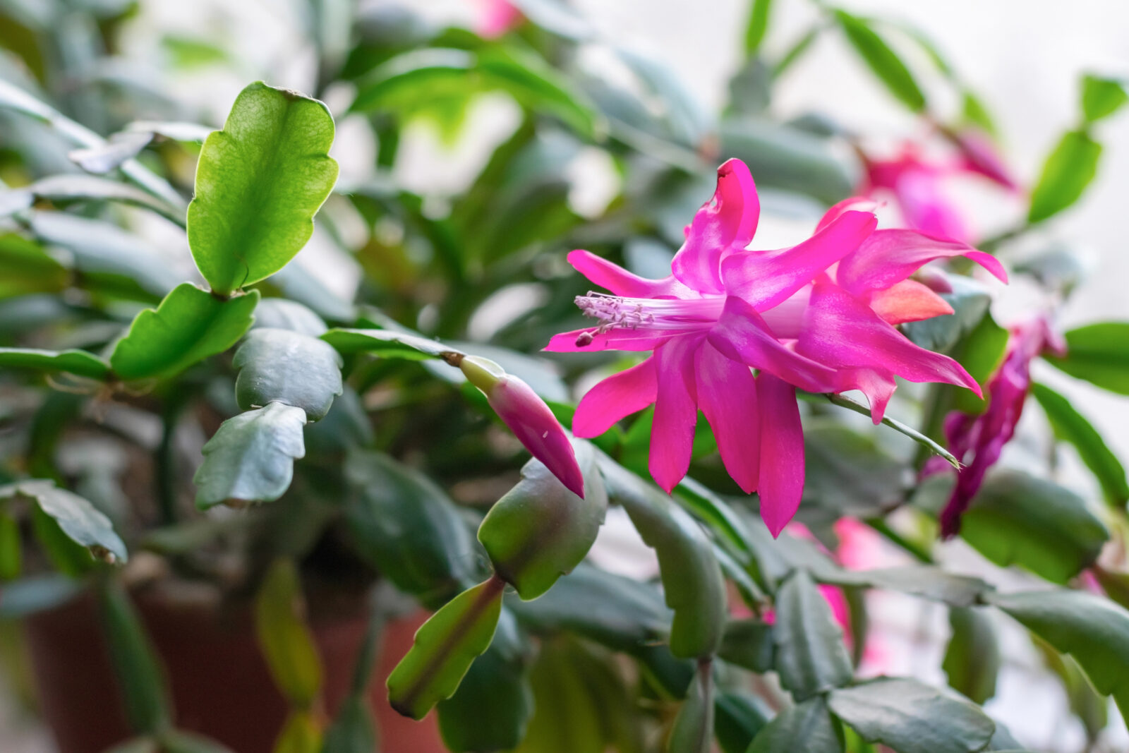 Vánoční kaktus neboli Schlumbergera / Foto: Depositphotos