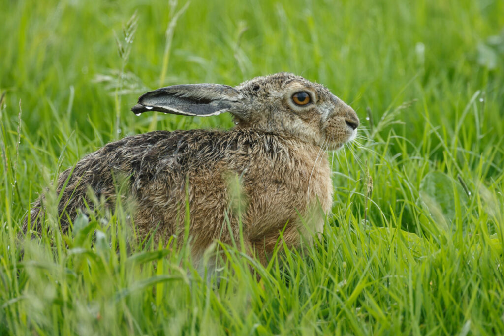 Zvěř útočí na zahradu / Foto: Depositphotos