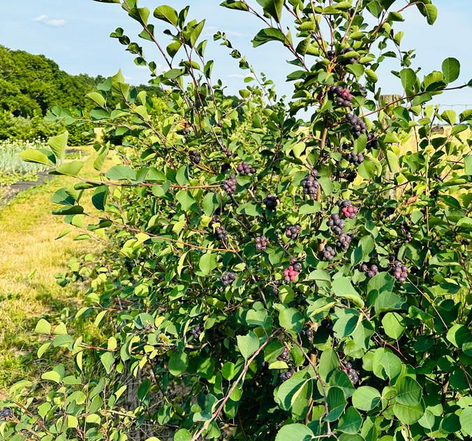 Muchovník / Foto: Permaseminka.cz