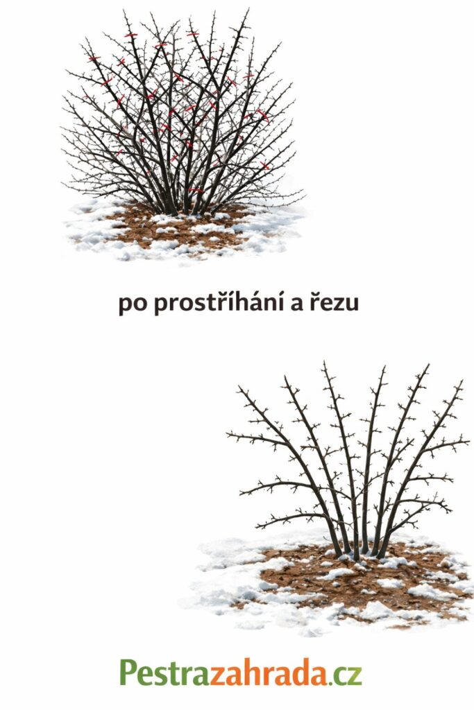 Řez angreštu / Foto: Pestrazaharada.cz
