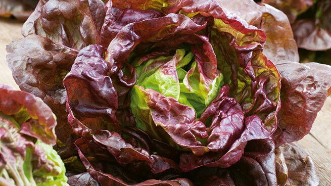 Salát Rosemarry / Foto: Garden Seeds Market