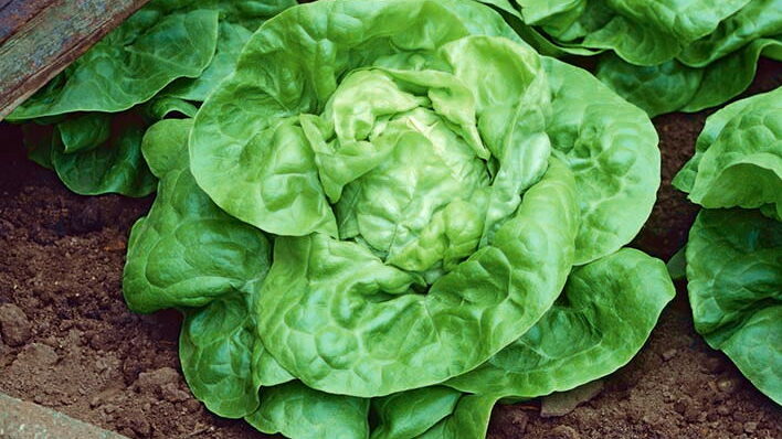 Salát Apollo / Foto: Garden Seeds Market