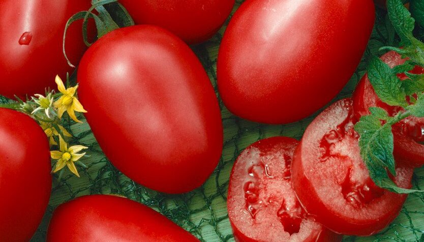 Rajčata Šejk / Foto: Semo.cz