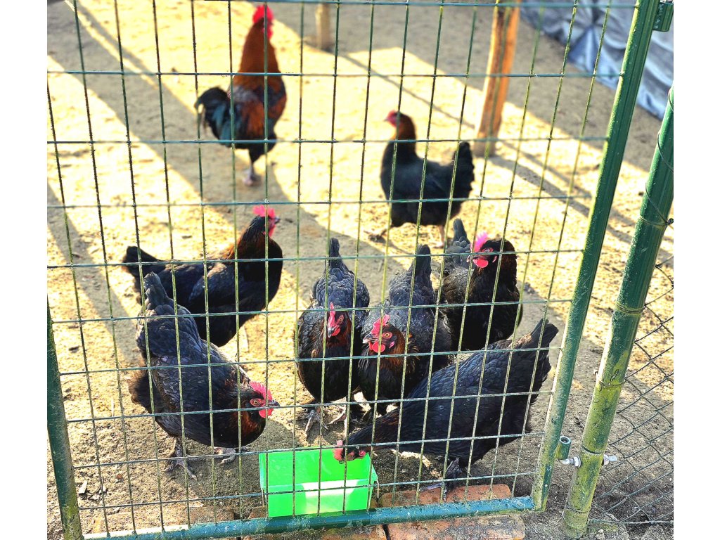 Kalimero Maranska / Foto: Vymazlený kurník