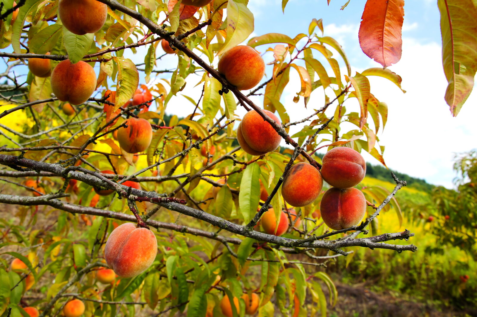 Broskvoň / Foto: Depositphotos