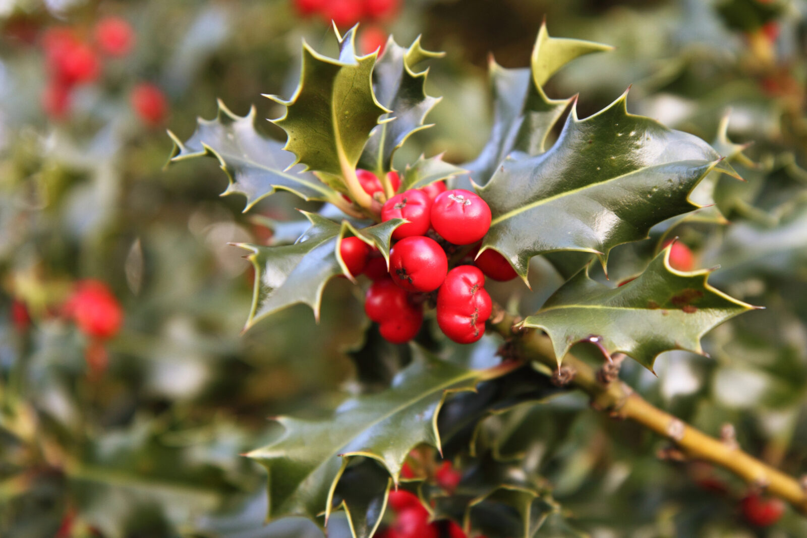 Cesmína / Foto: Depositphotos