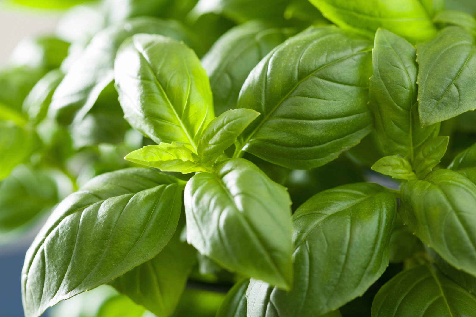 Bazalka / Foto: Depositphotos