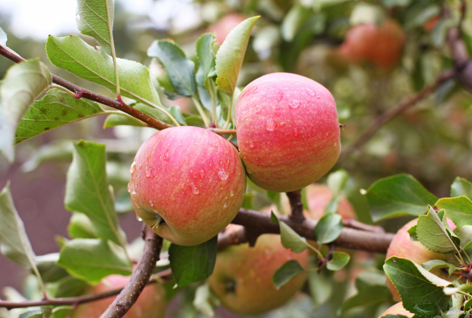 Jablka Šampion / Foto: Depositphotos