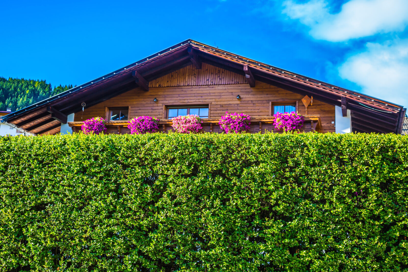 Živý plot / Foto: Depositphotos