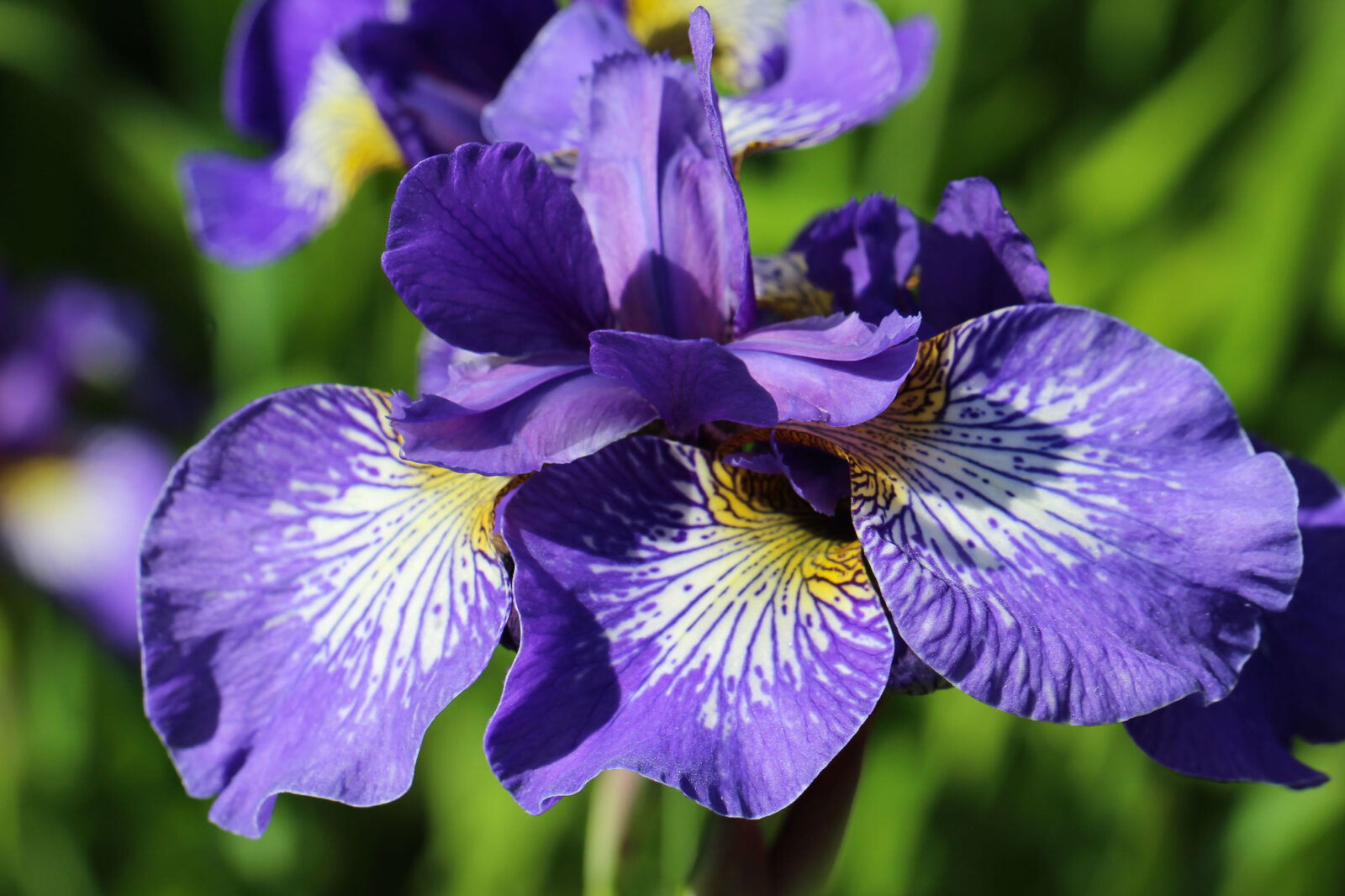 Iris / Foto: Depositphotos
