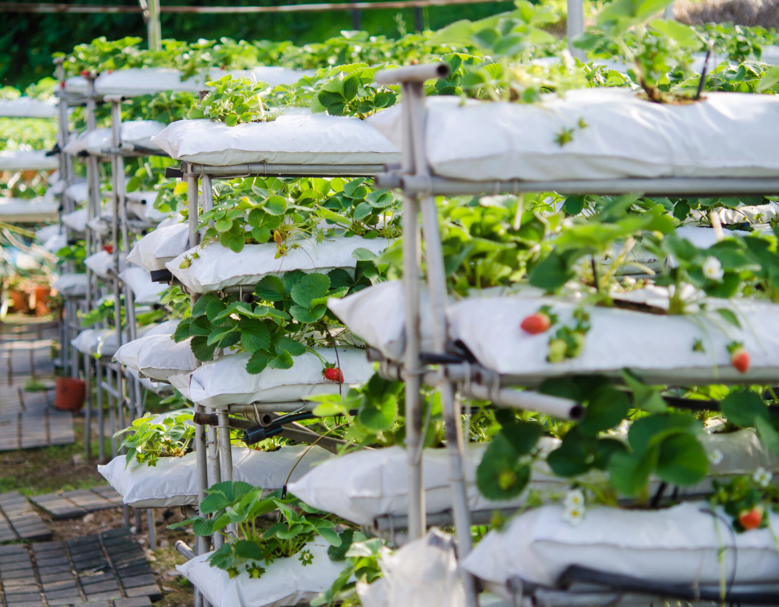 Vertikální pěstování / Foto: Depositphotos