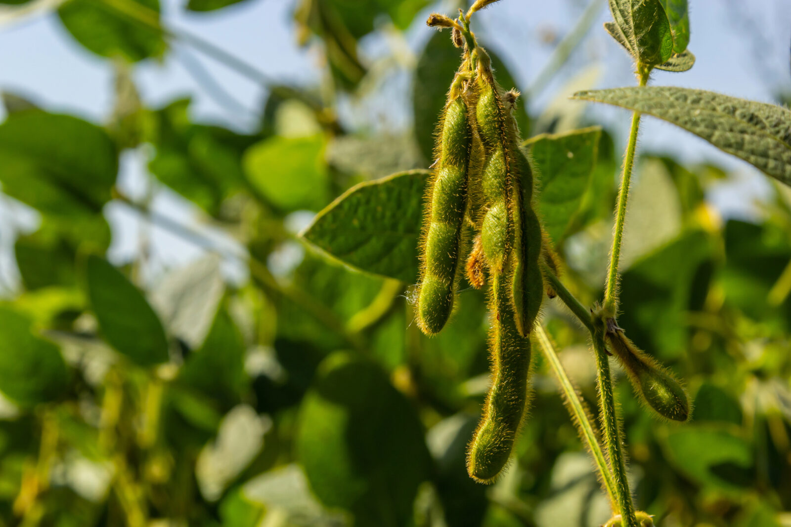 Edamame / Foto: Depositphotos