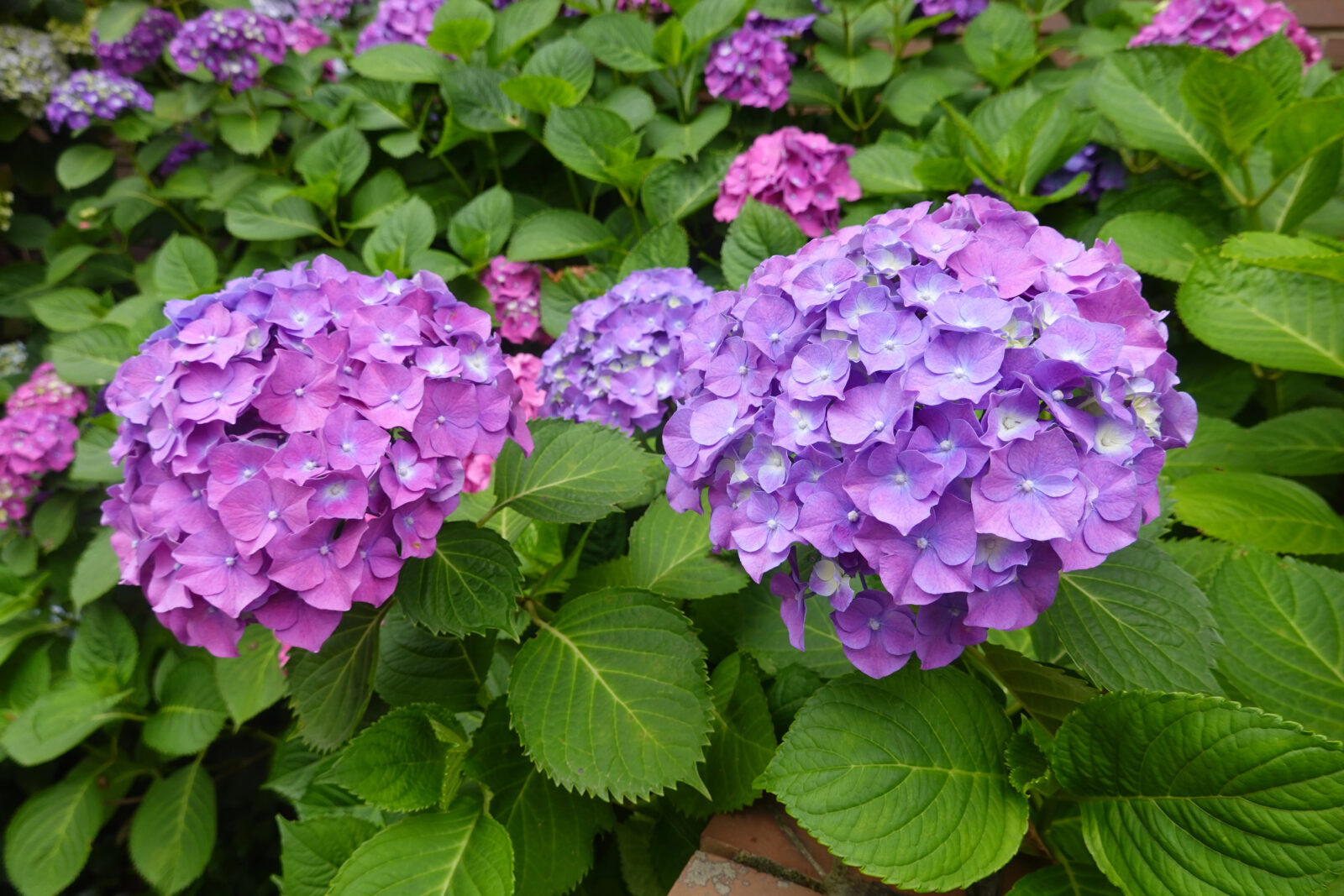 Hortenzie / Foto: Depositphotos