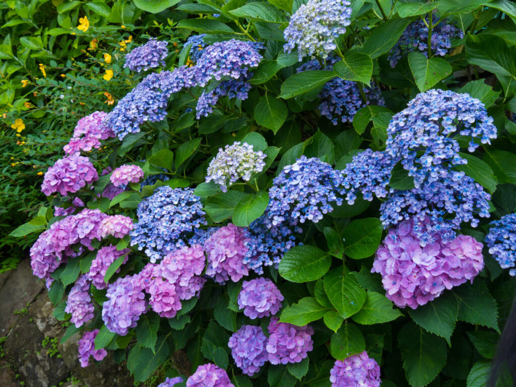 Hortenzie / Foto: Depositphotos