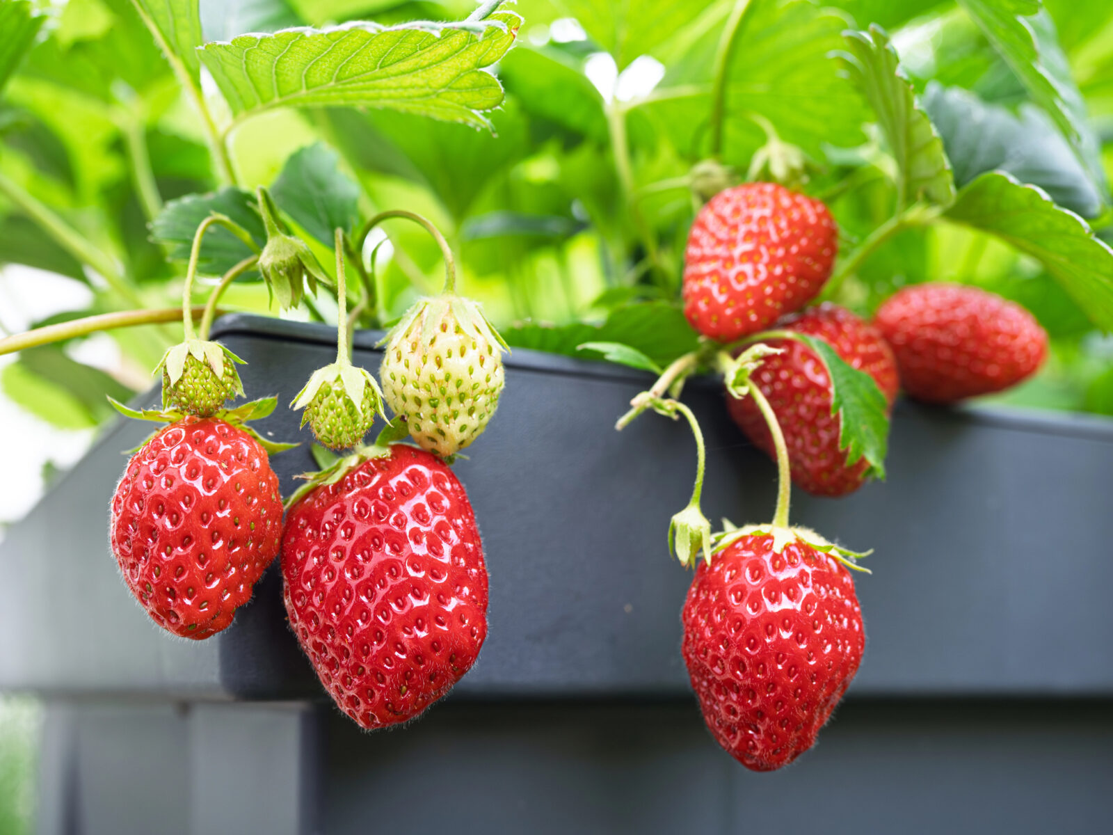 Jahody / Foto: Depoistphotos