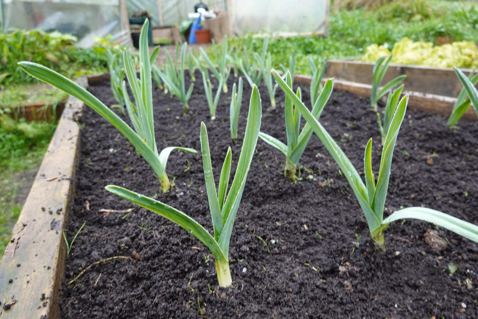 Jarní česnek / Foto: Depositphotos