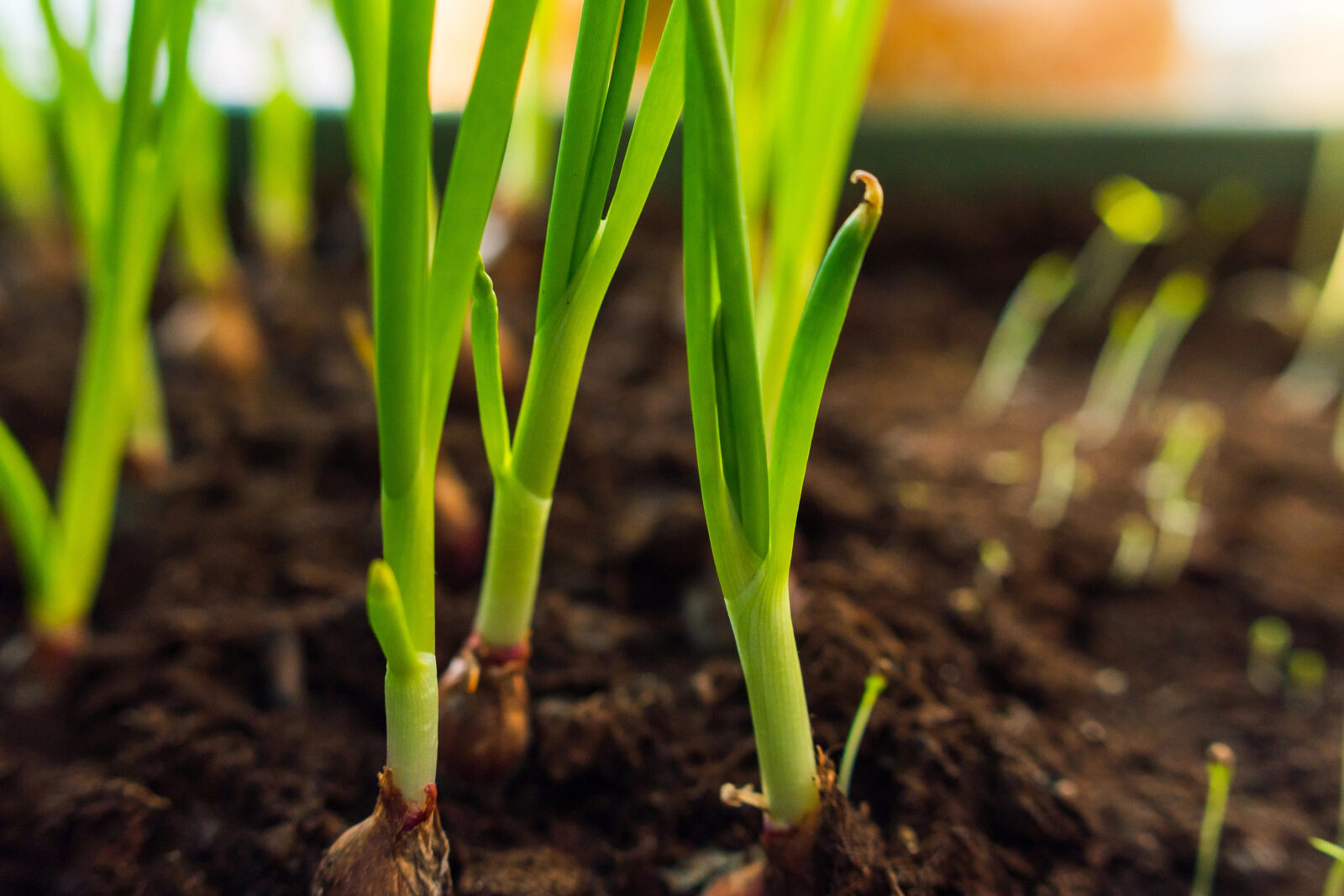 Jarní cibulka / Foto: Depositphotos