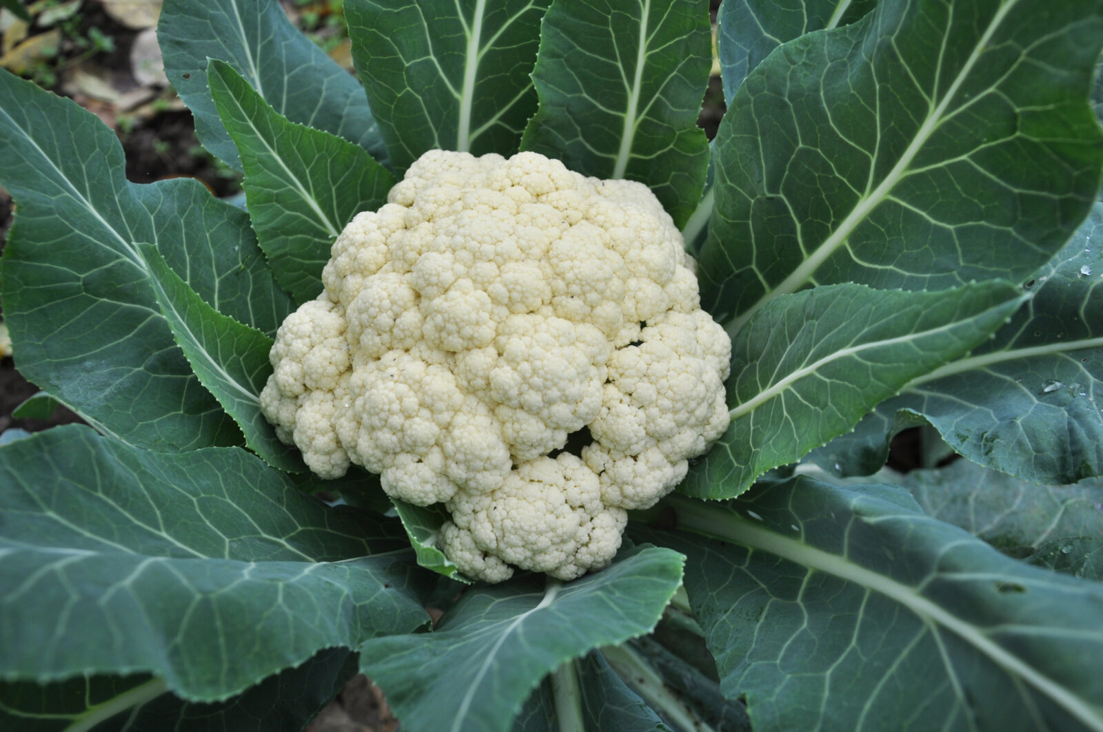 Květák / Foto: Depositphotos