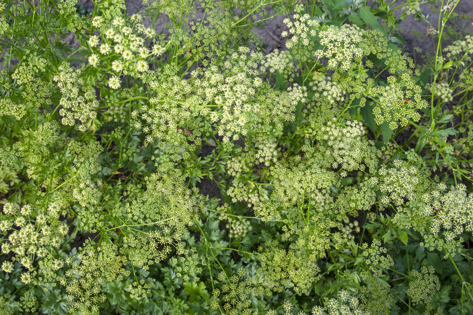 Kvetoucí petržel / Foto: Depositphotos