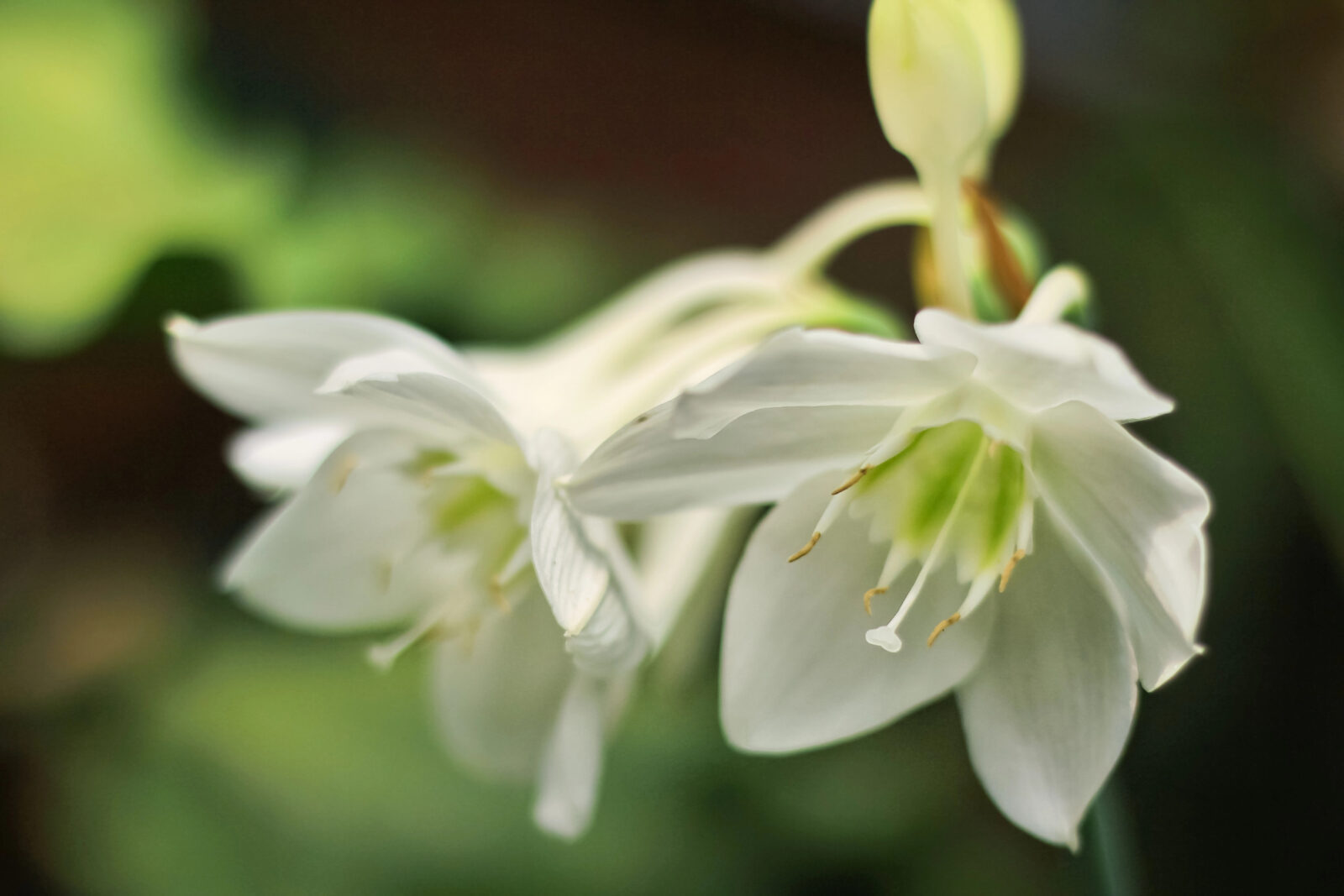 Líbenka / Foto: Depositphotos