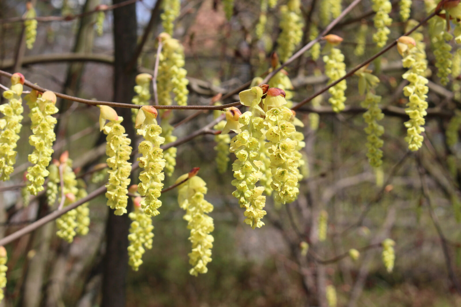Lískovníček / Foto: Depositphotos