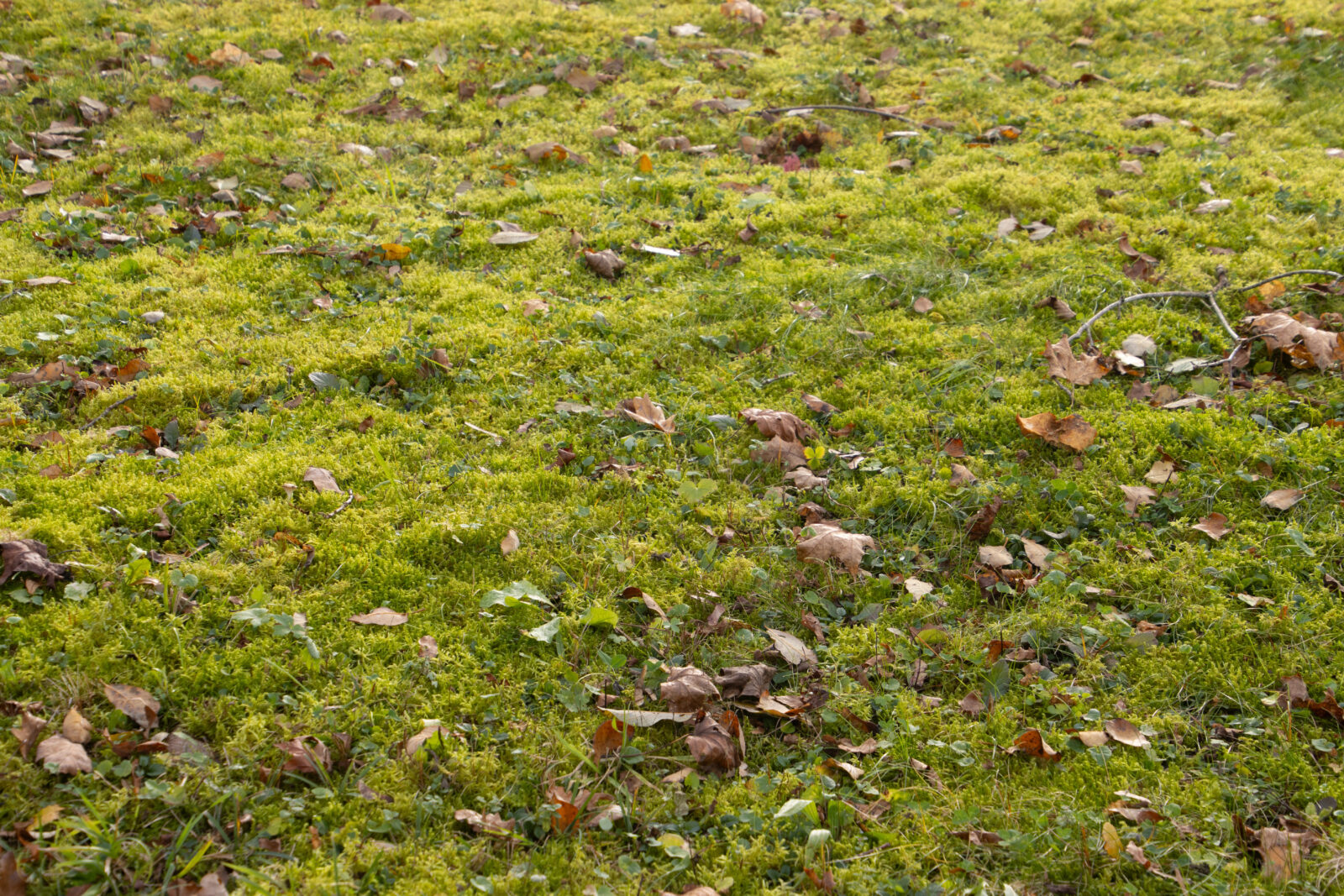 Mech v trávníku / Foto: Depositphotos