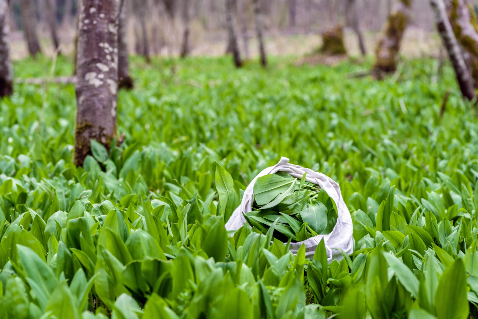 Medvědí česnek / Foto: Depositphotos