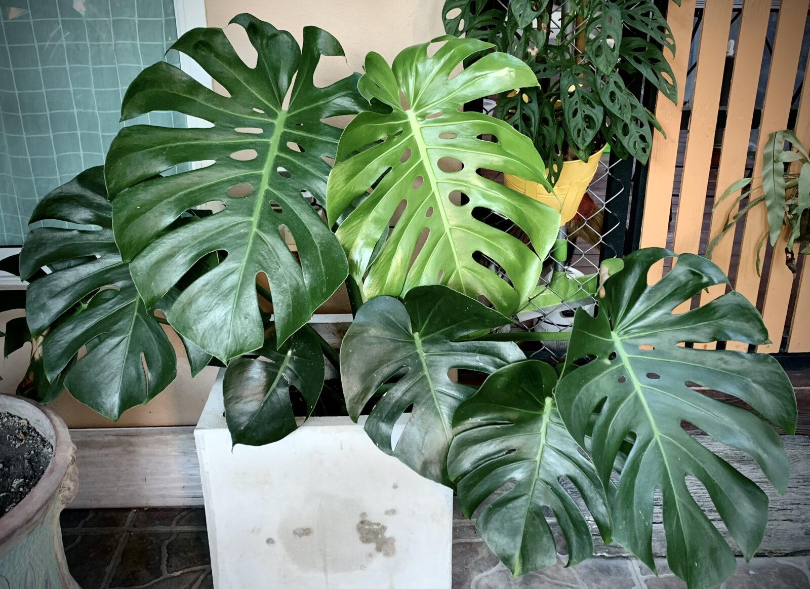 Monstera / Foto: Depositphotos