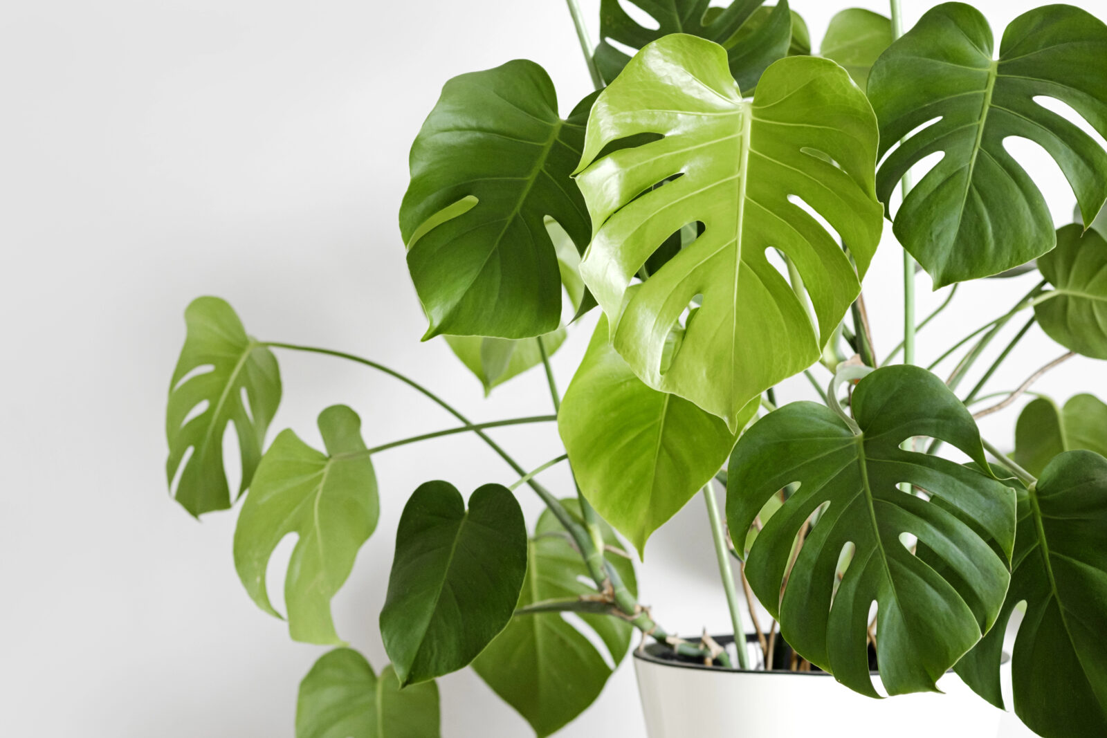 Monstera / Foto: Depositphotos