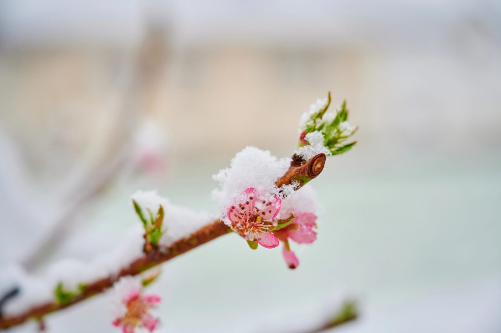 Mráz a květy Broskve / Foto: Depositphotos