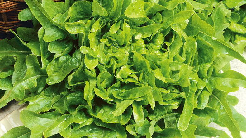 Salát Dubáček / Foto: Garden Seeds Market