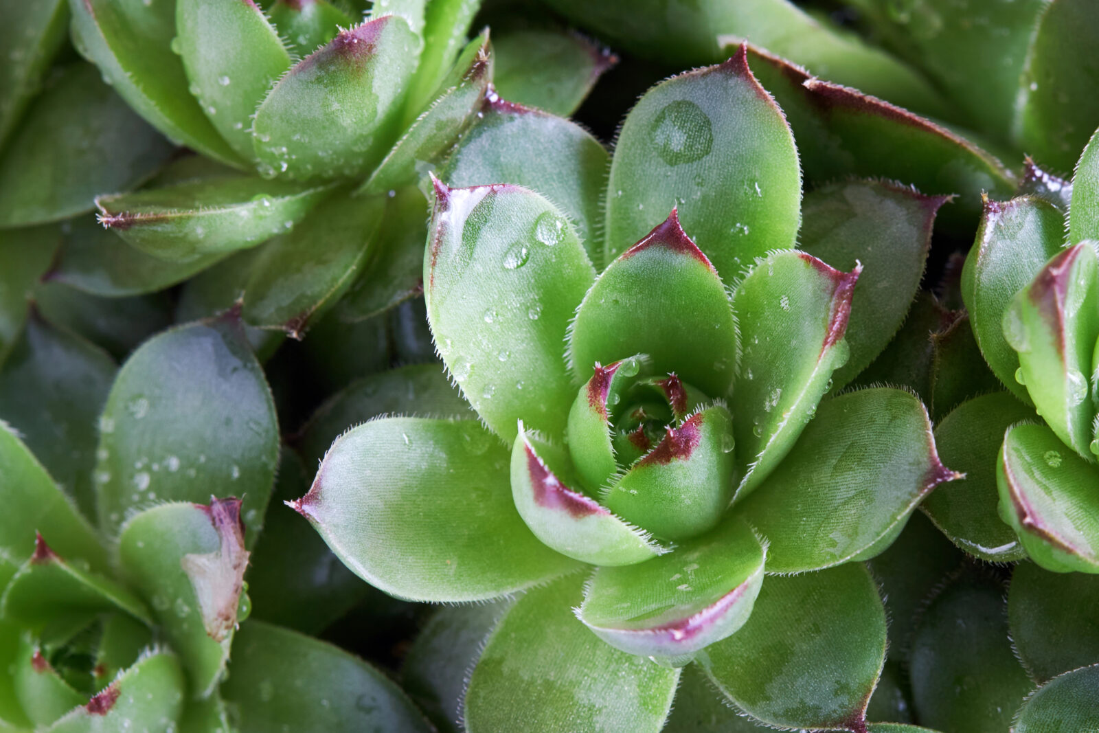 Netřesk / Sempervivum / Foto: Depositphotos