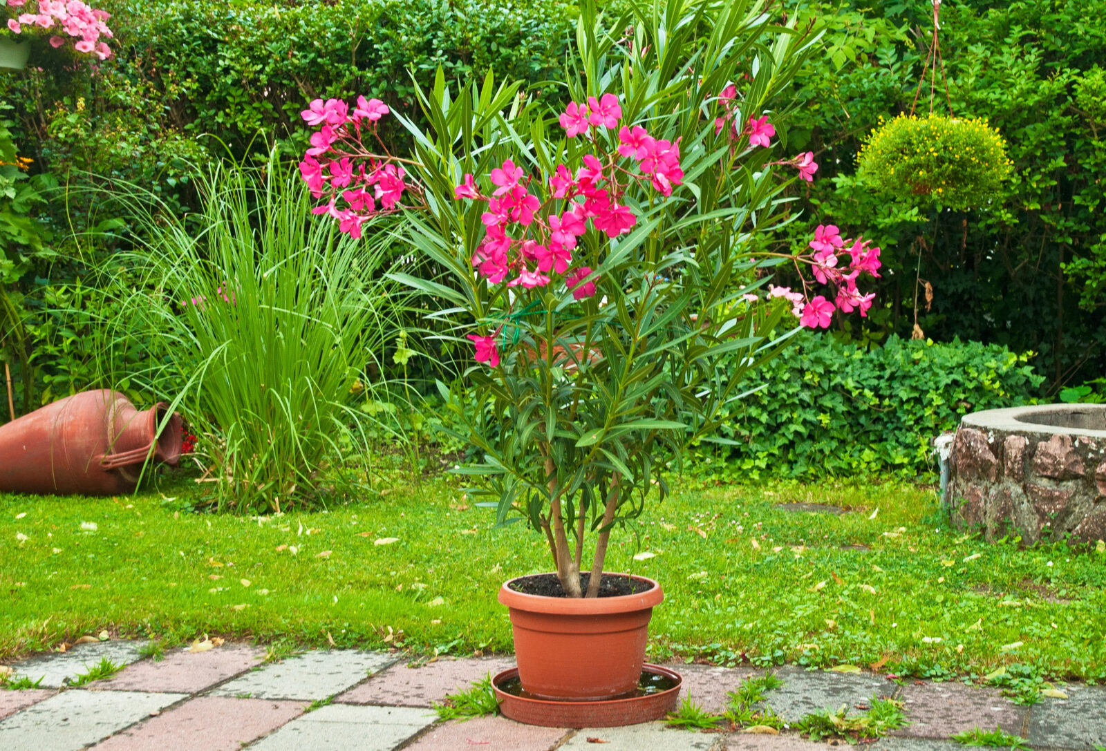 Oleandr / Foto: Depositphotos