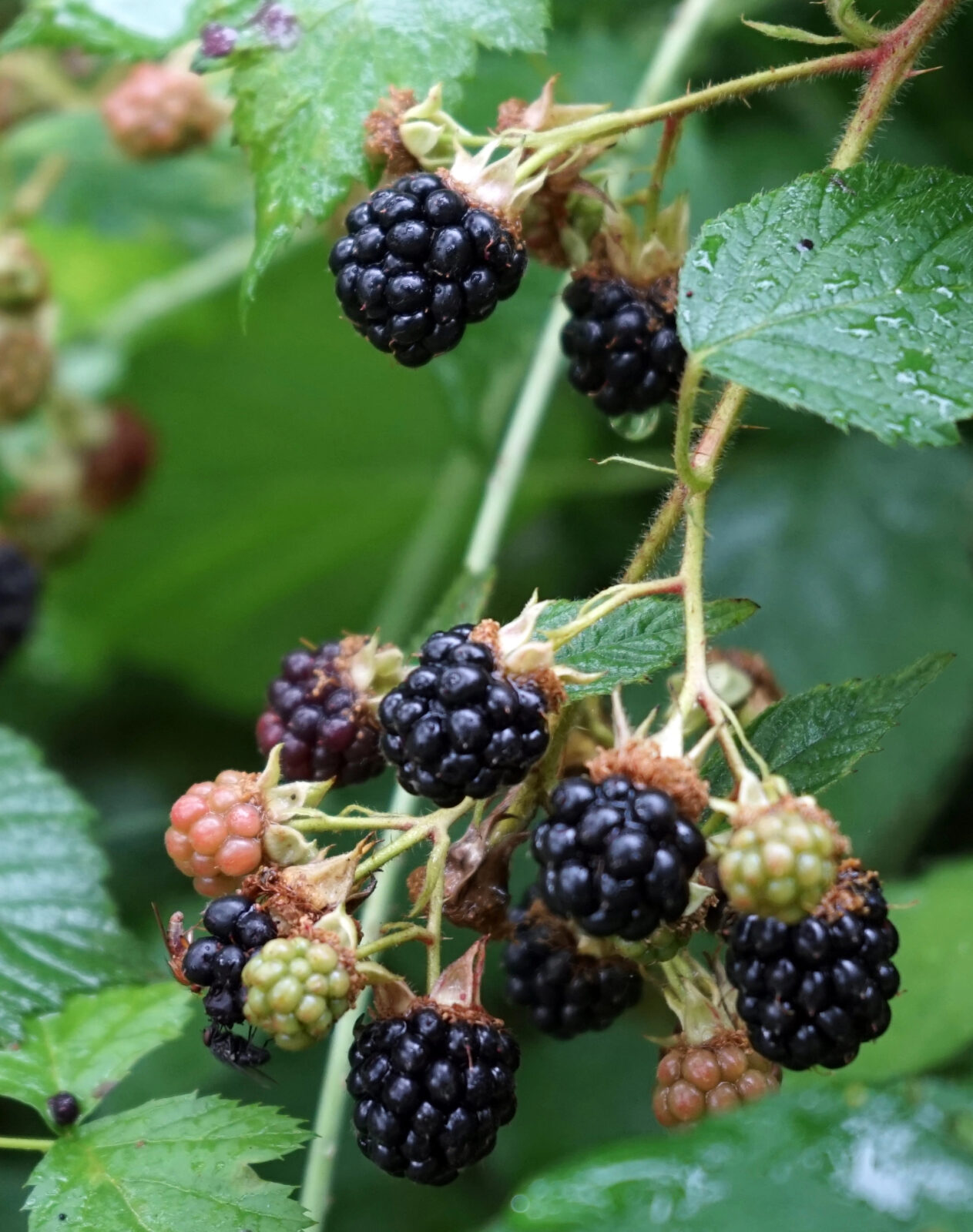 Ostružiník / Foto: Depositphotos