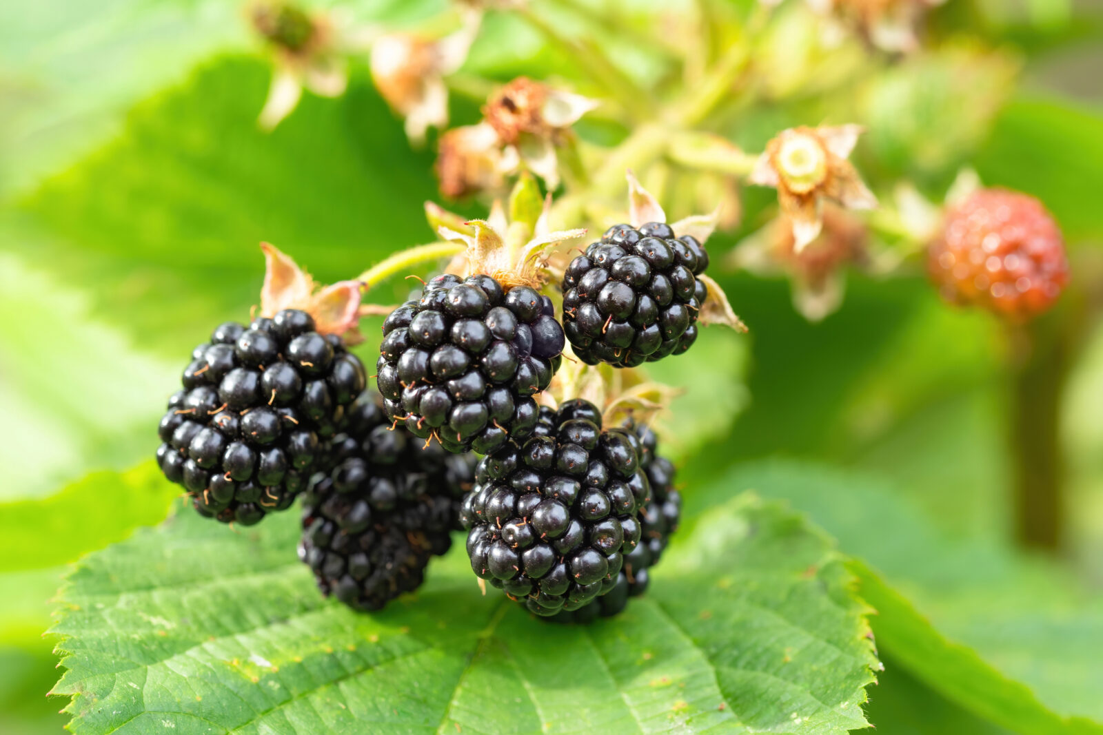 Natural fresh blackberries in a garden. Bunch of ripe blackberry fruit - Rubus fruticosus - on branch of plant with green leaves on farm. Organic farming, healthy food, BIO viands.