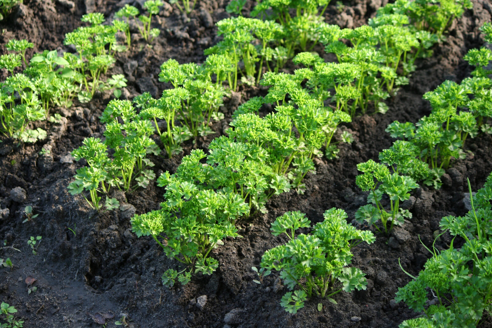Petržel / Foto: Depositphotos