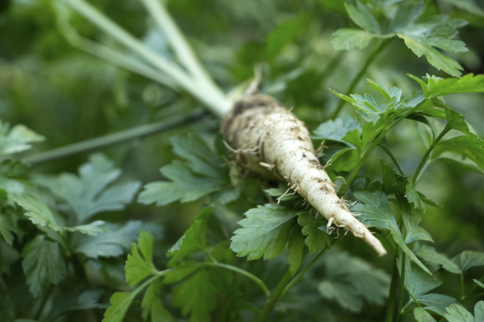 Petržel / Foto: Depositphotos