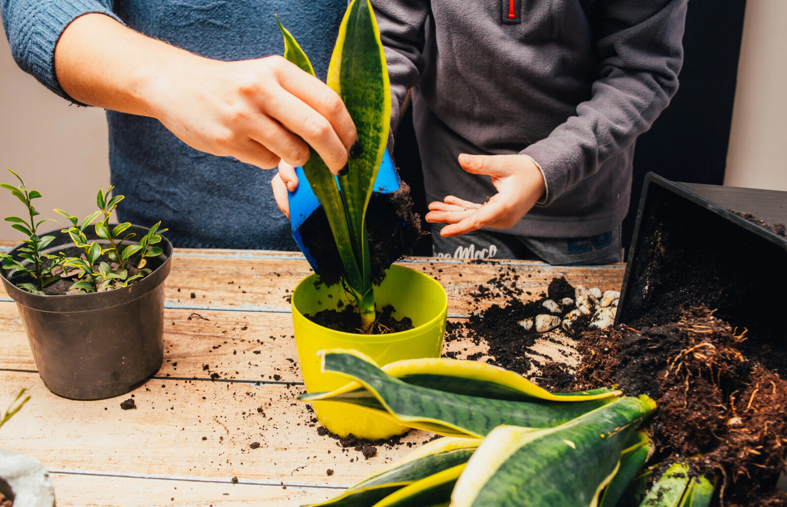 Přesazování pokojových květin / Foto: Depositphotos