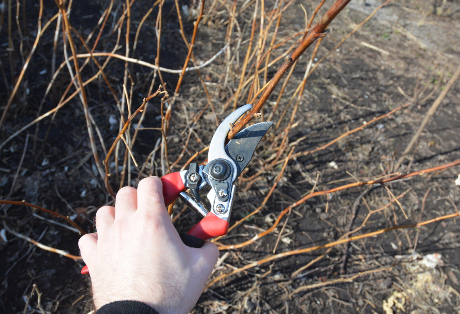 Prostřihávání malin / Foto: Depositphotos