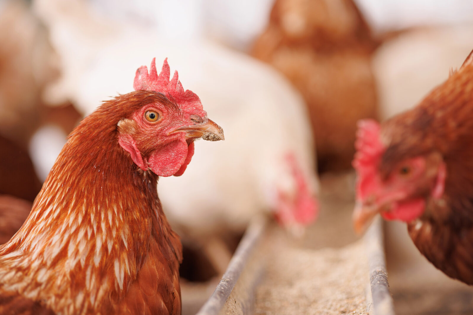 Slepice / Foto: Depositphotos