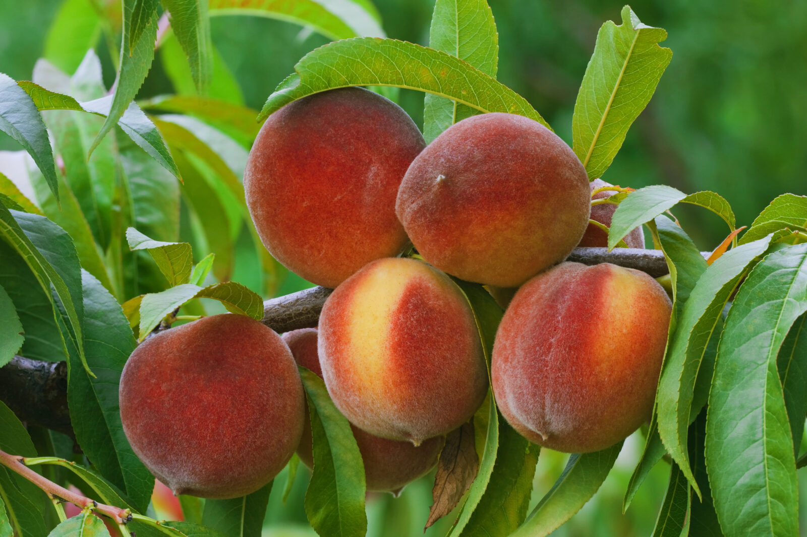 Strom Broskvoň / Foto: Depositphotos