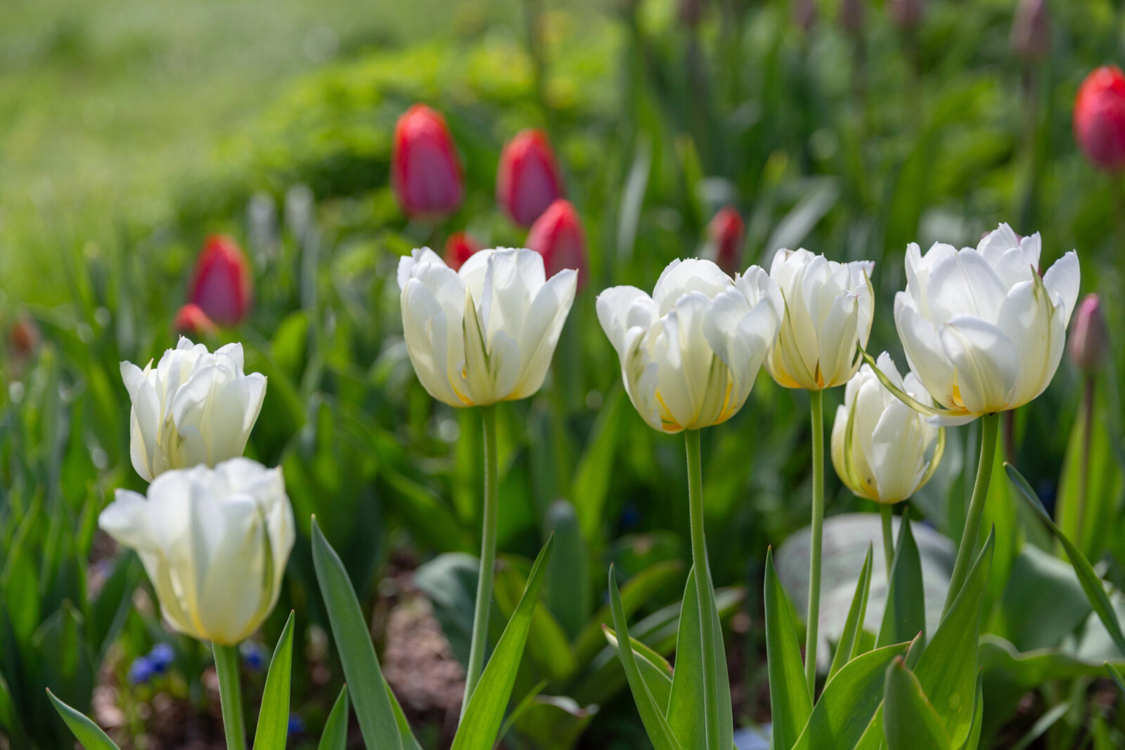 Tulipány / Foto: Depositphotos