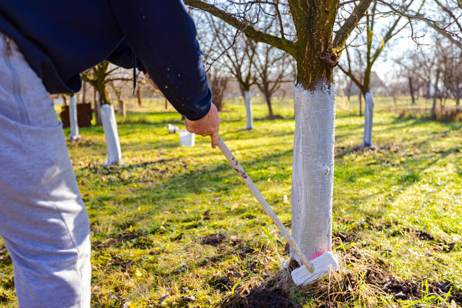 Vápnění ovocných stromů / Foto: Depositphotos