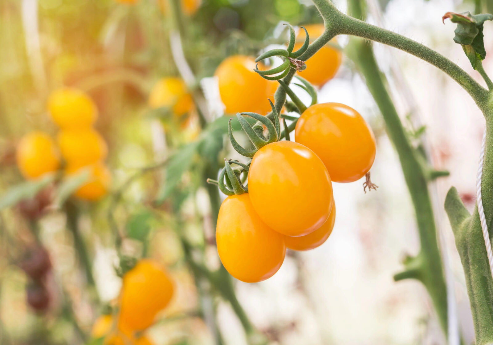 Žlutá cherry rajčata / Foto: Depositphotos