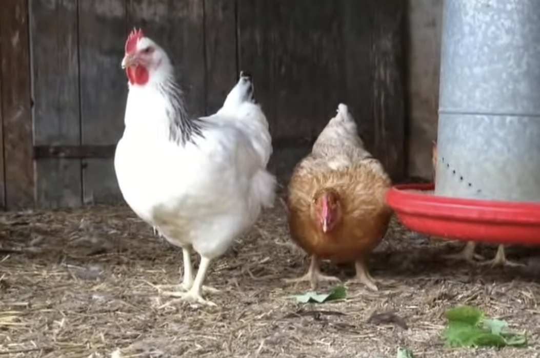 Kalimero Green / Foto: Gyron