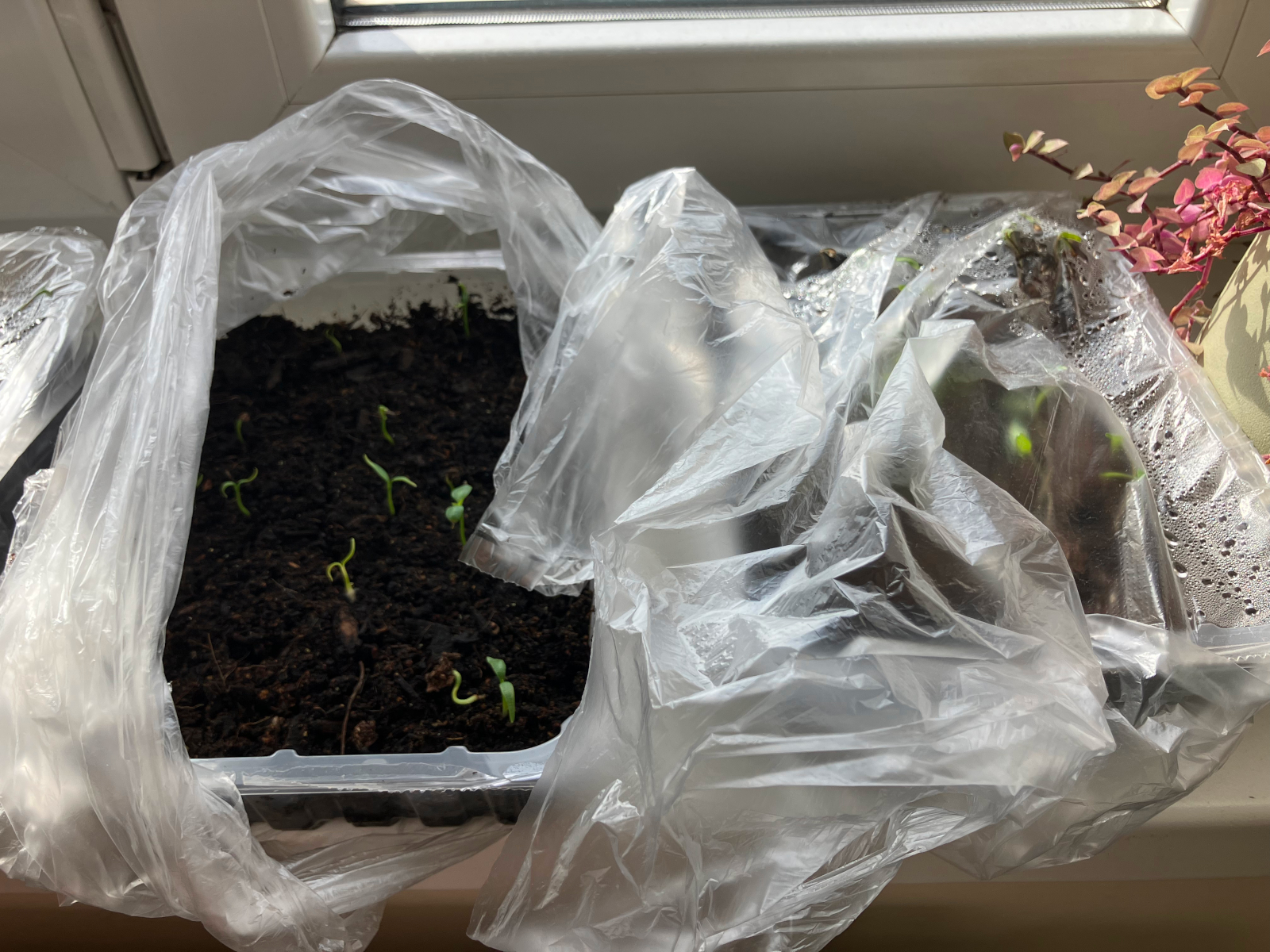 Klíčení paprik / Foto: Pestrazahrada.cz