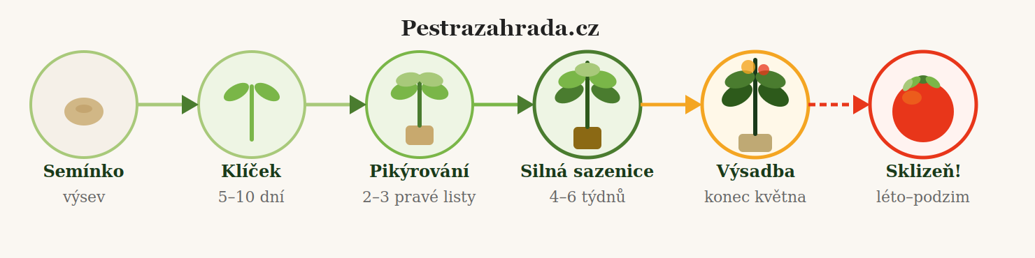 Fáze vývoje sazenice rajčete od semínka po záhon / Foto: Pestrazahrada.cz