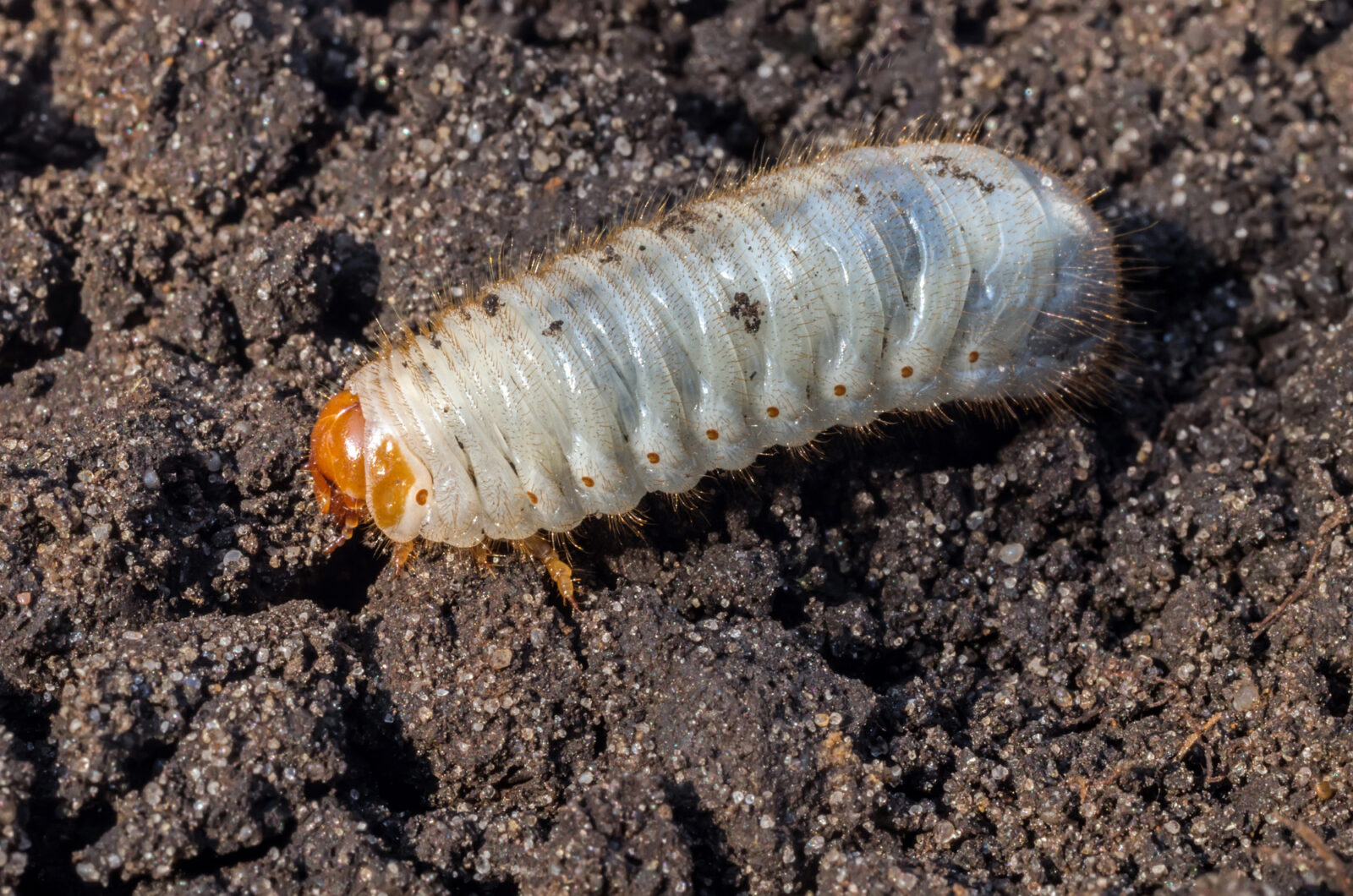 Larva zlatohlávka / Foto: Depositphotos