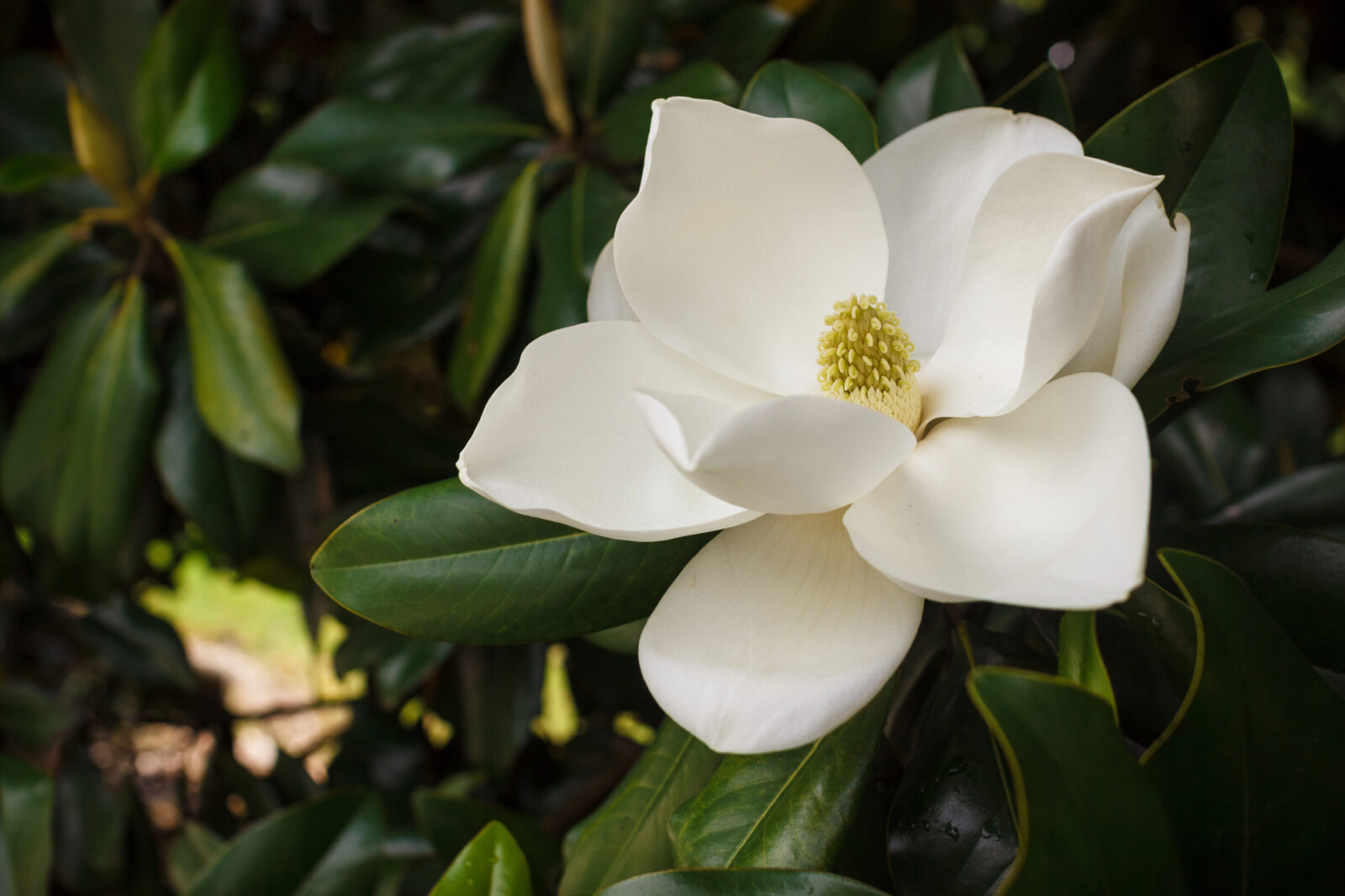 Magnolia grandiflora Foto: Depositphotos